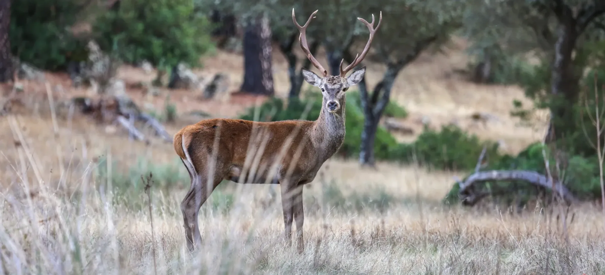 A red stag facing the camera in the golden dehesa grass, oaks behind