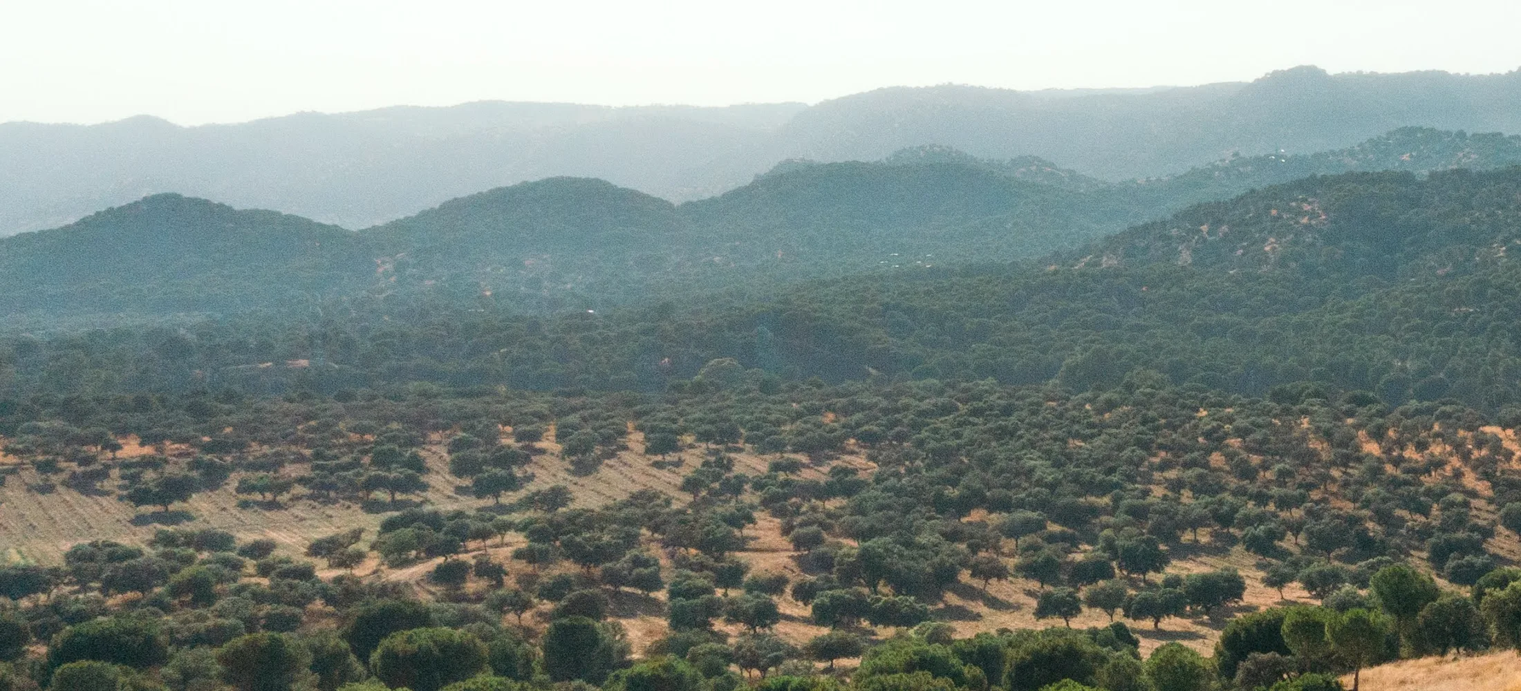 The Dehesa — Home ground · Sierra de Andújar