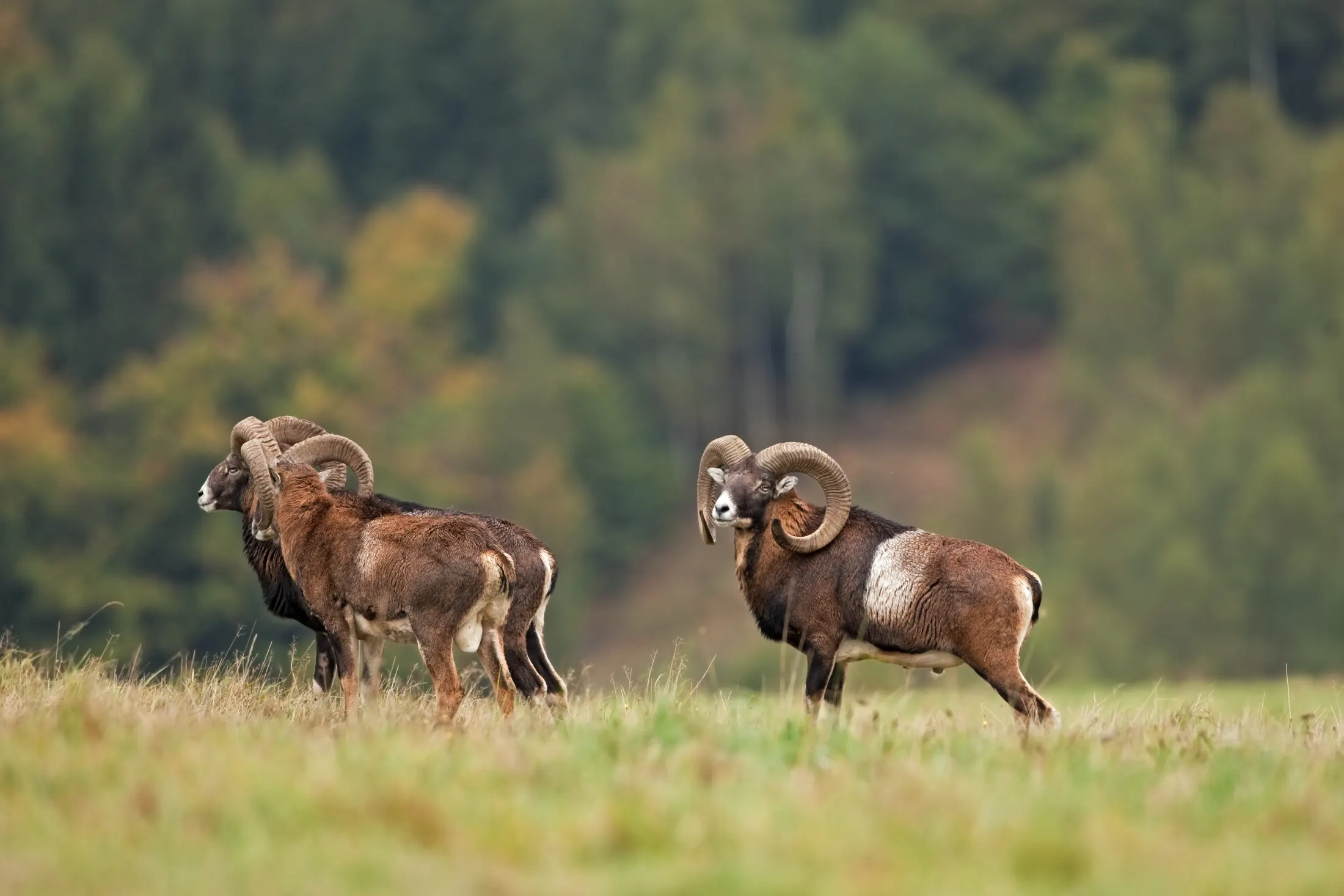 Mouflon rams on the open ground
