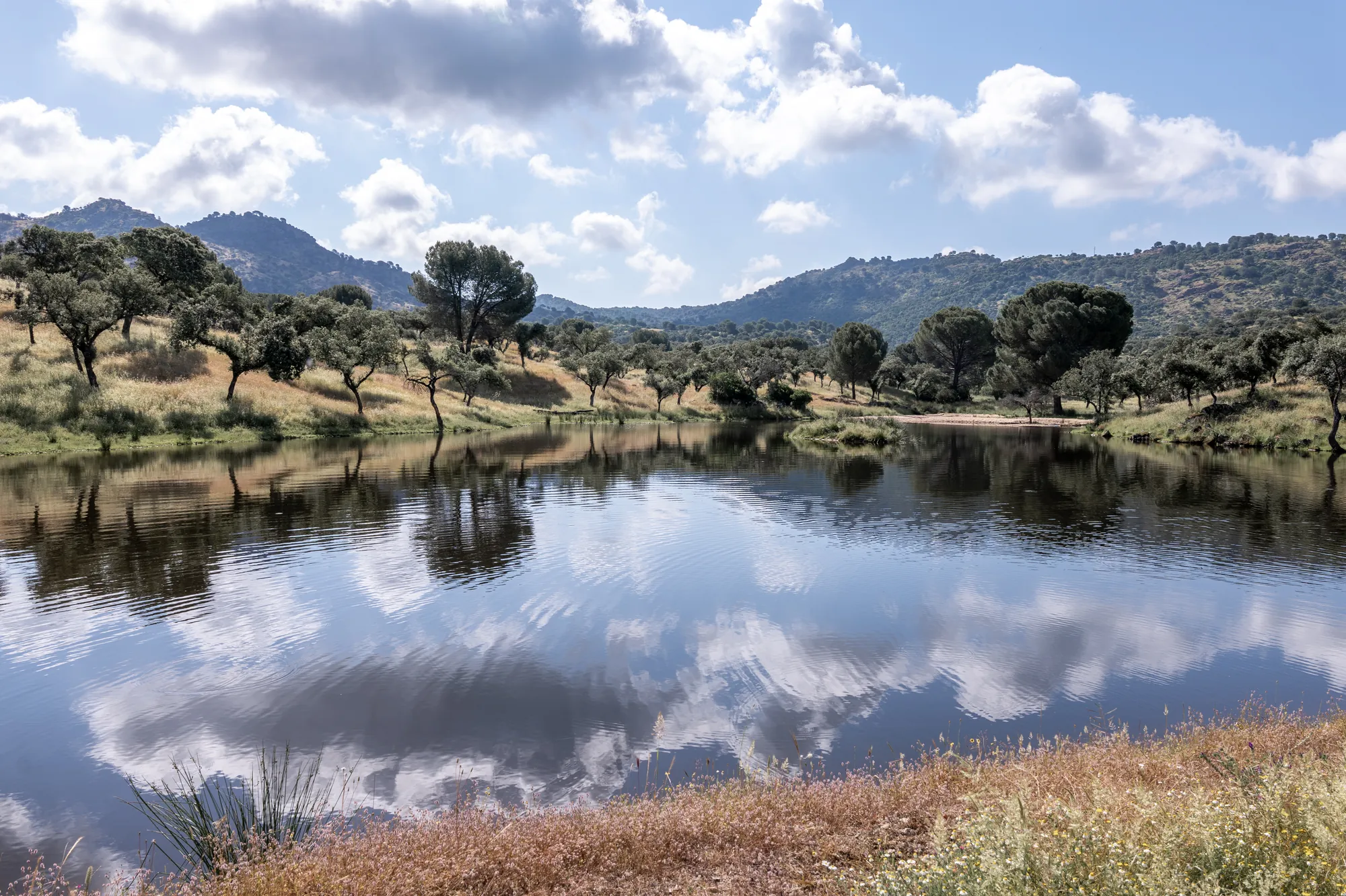 The lake from the meadow bank, oaks and hills doubled in the still water
