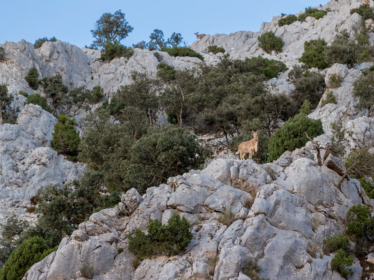 Barbary sheep country in the high sierra