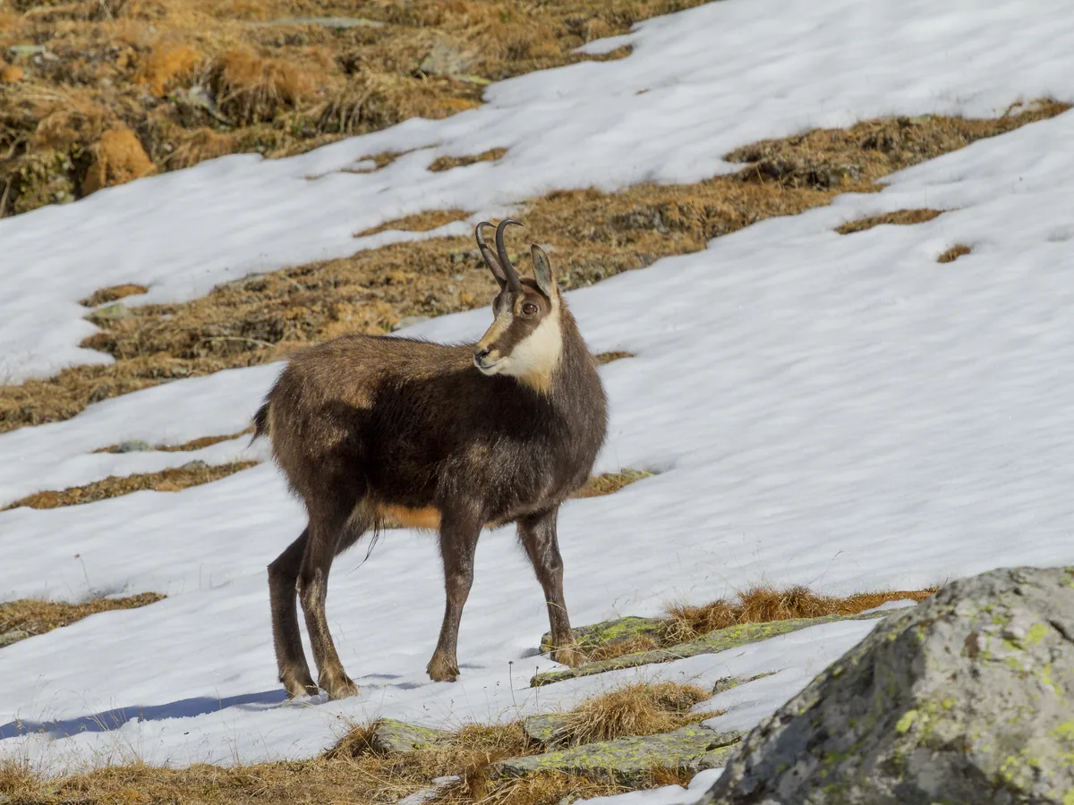 A Cantabrian chamois in the high country