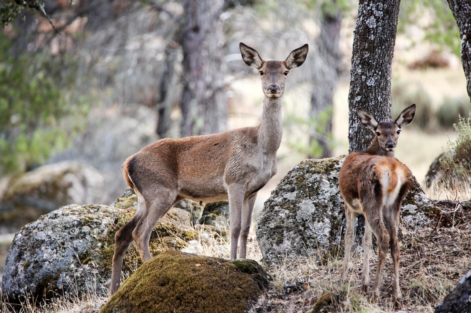 Fallow deer among the granite