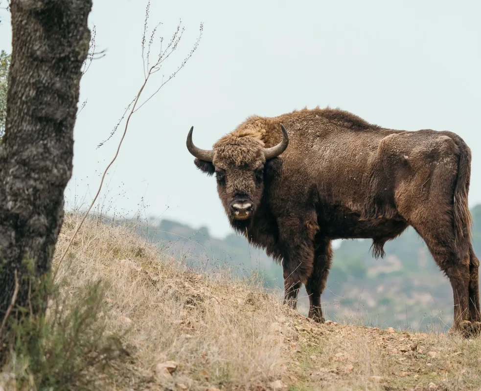 A European bison on the open ground