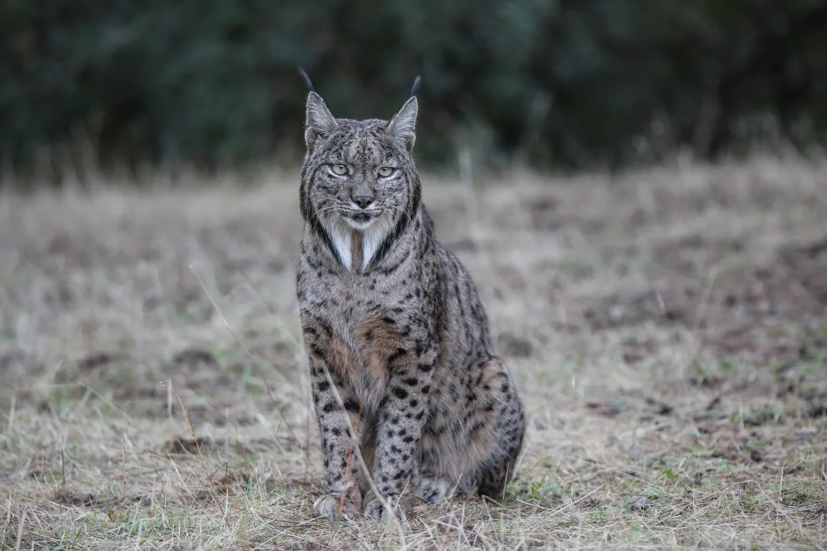 An Iberian lynx on the finca