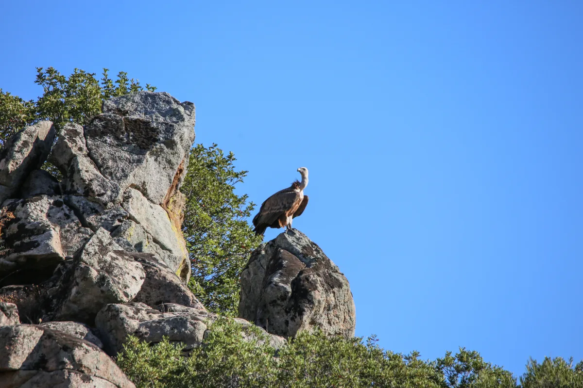 A griffon vulture on a rocky crag