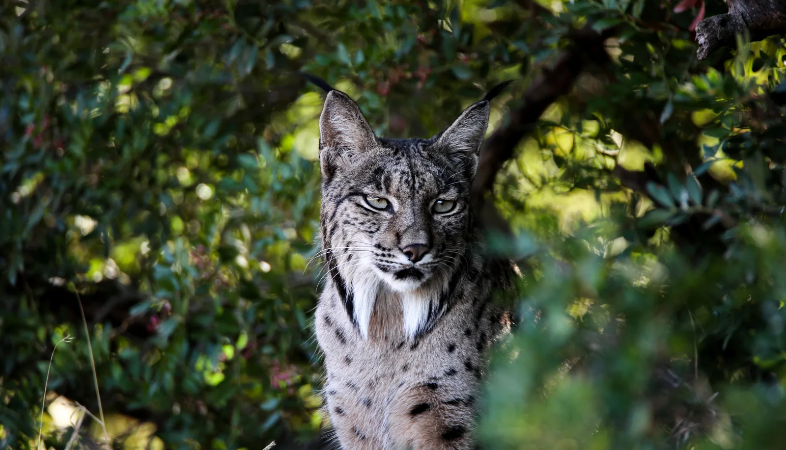 An Iberian lynx watching from the oaks