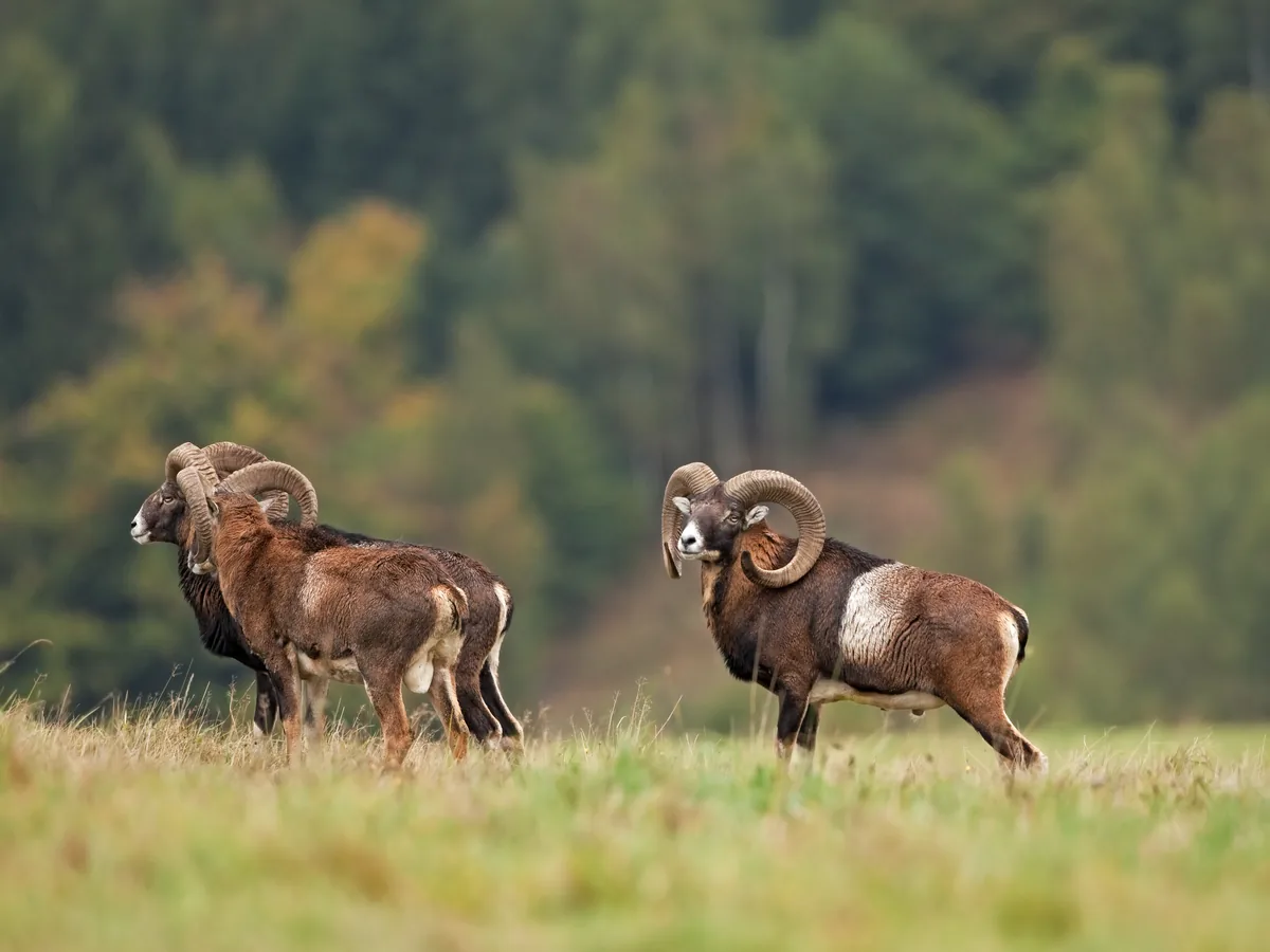 Mouflon rams on the open ground