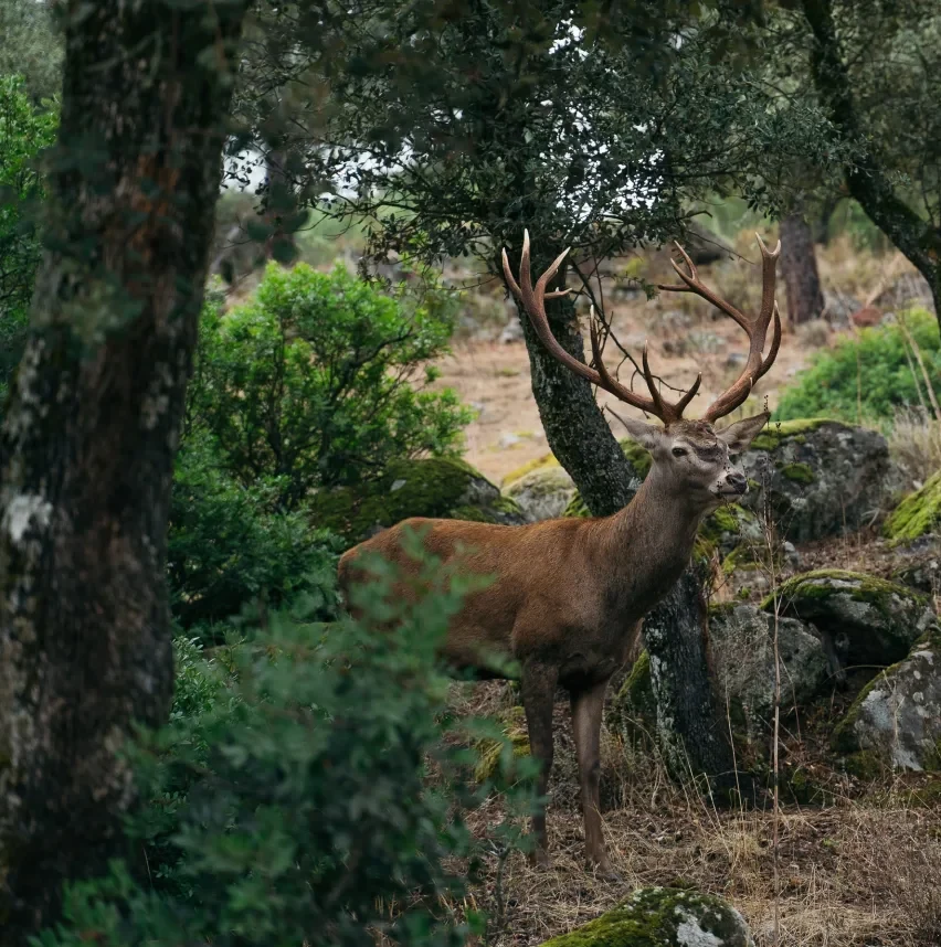 A red stag in the oak woodland