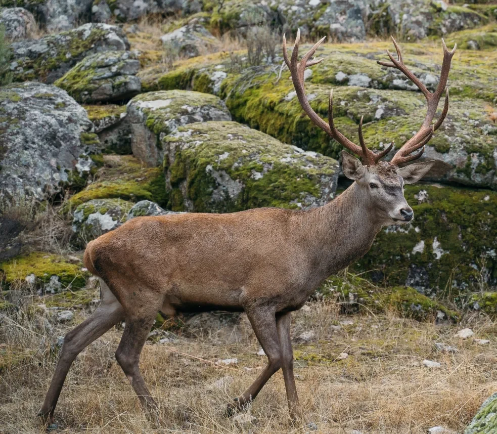 A red stag among granite boulders