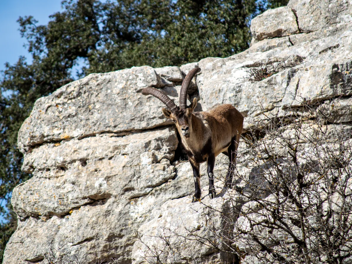 A Ronda ibex on the rocks