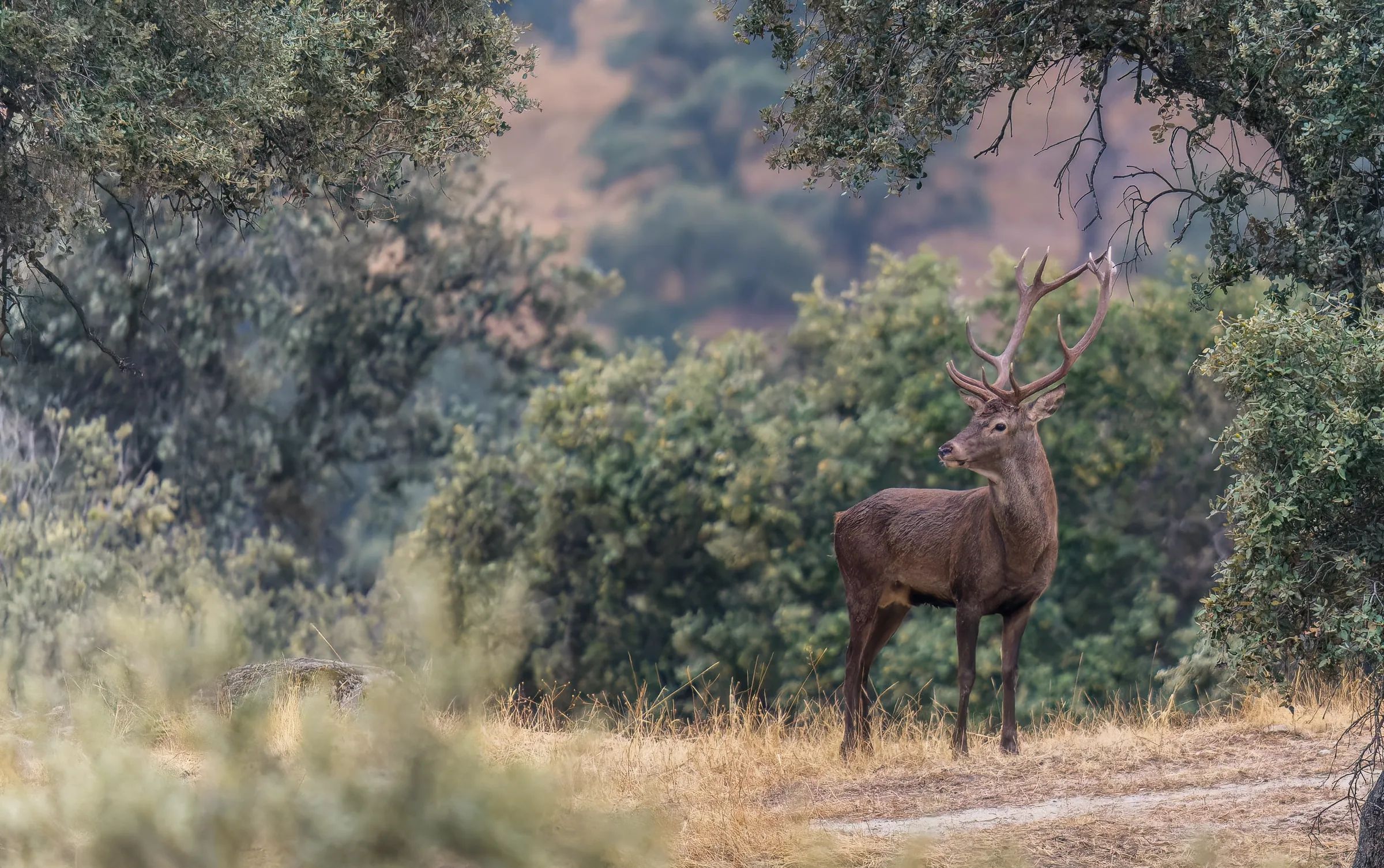 A red stag pausing in the dehesa scrub, looking back at first light