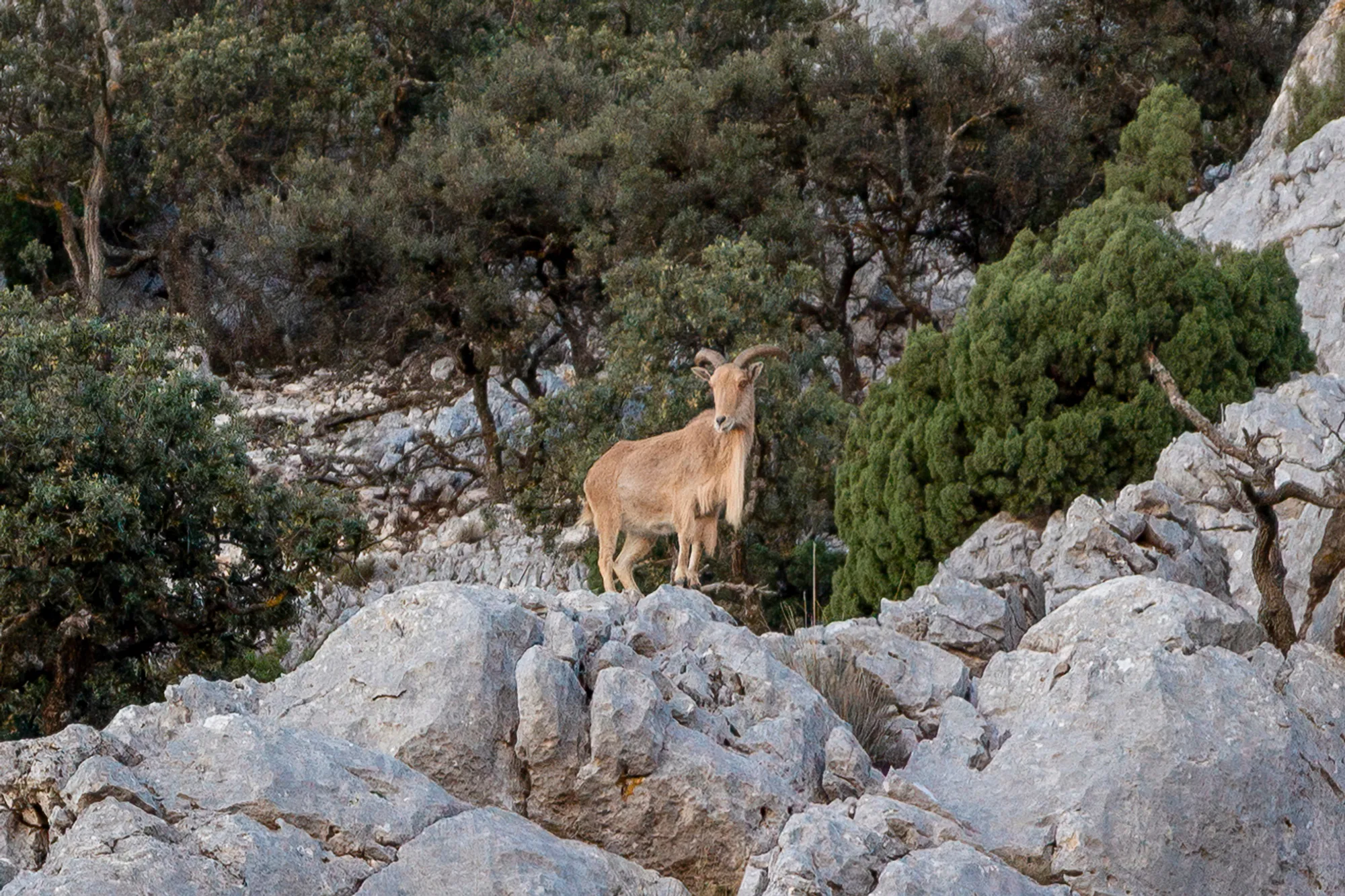 Barbary Sheep