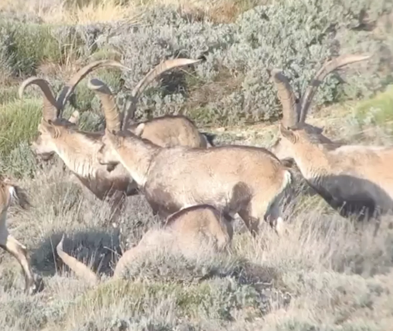 Beceite Ibex in Spain — Encinarejo Outfitters