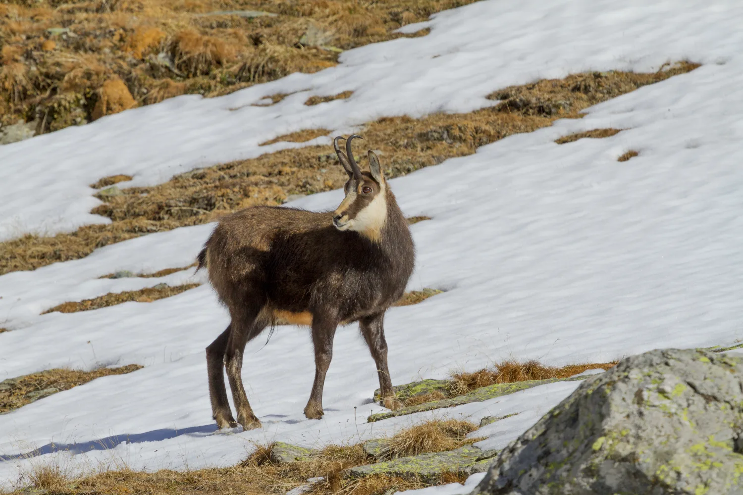 Cantabrian Chamois in Spain — Encinarejo Outfitters