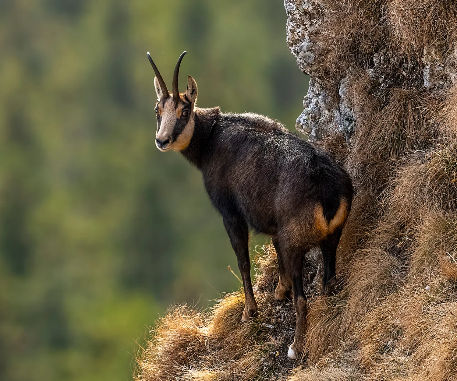 Mountain & Goats