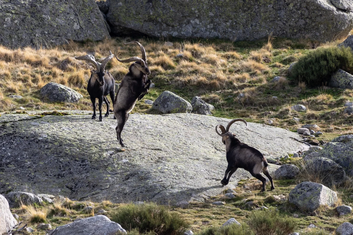 Spanish mountain country, where the ibex live