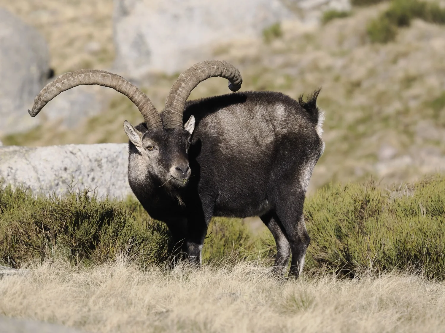 Gredos Ibex country