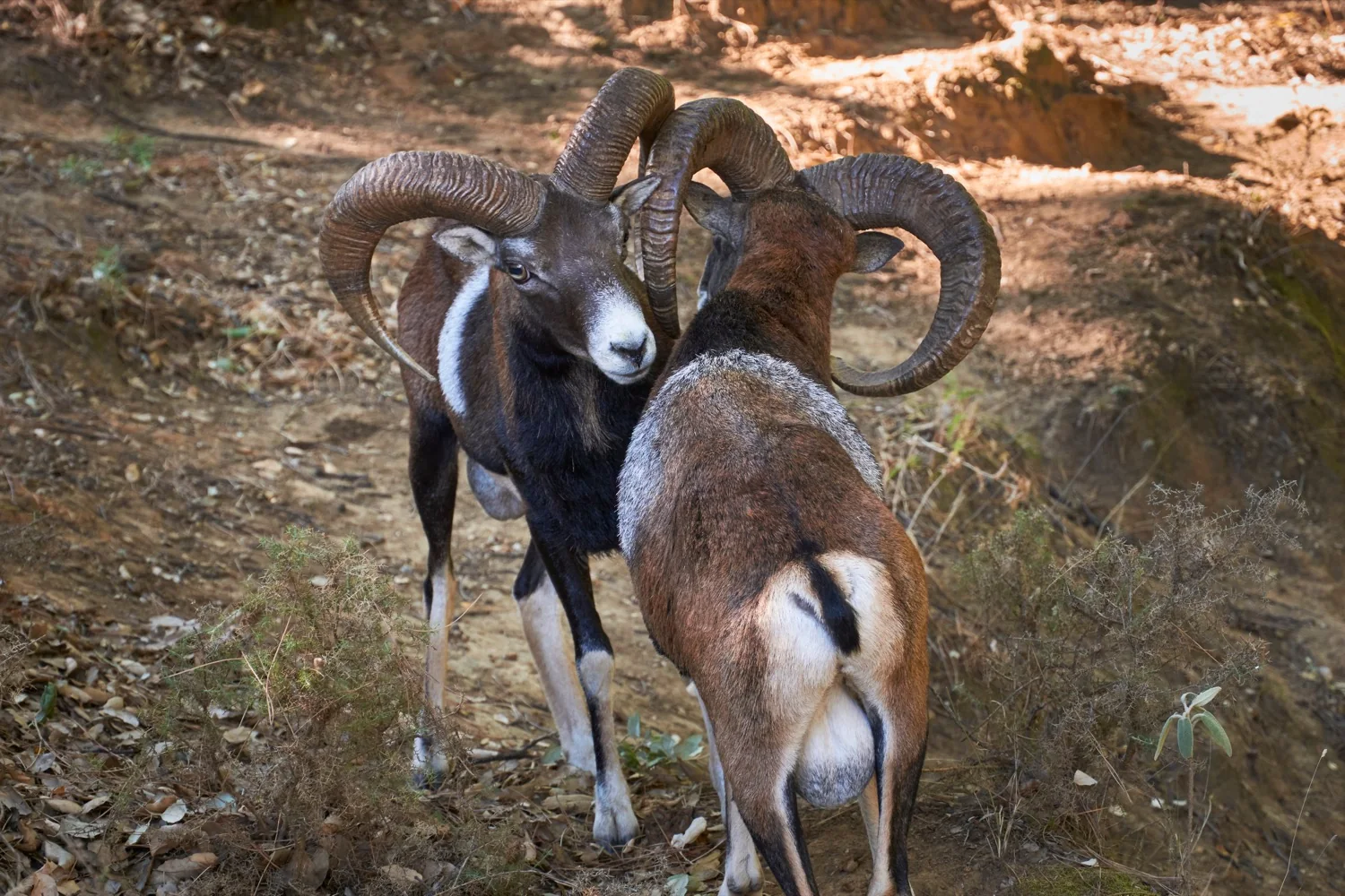Mouflon in Spain — Encinarejo Outfitters