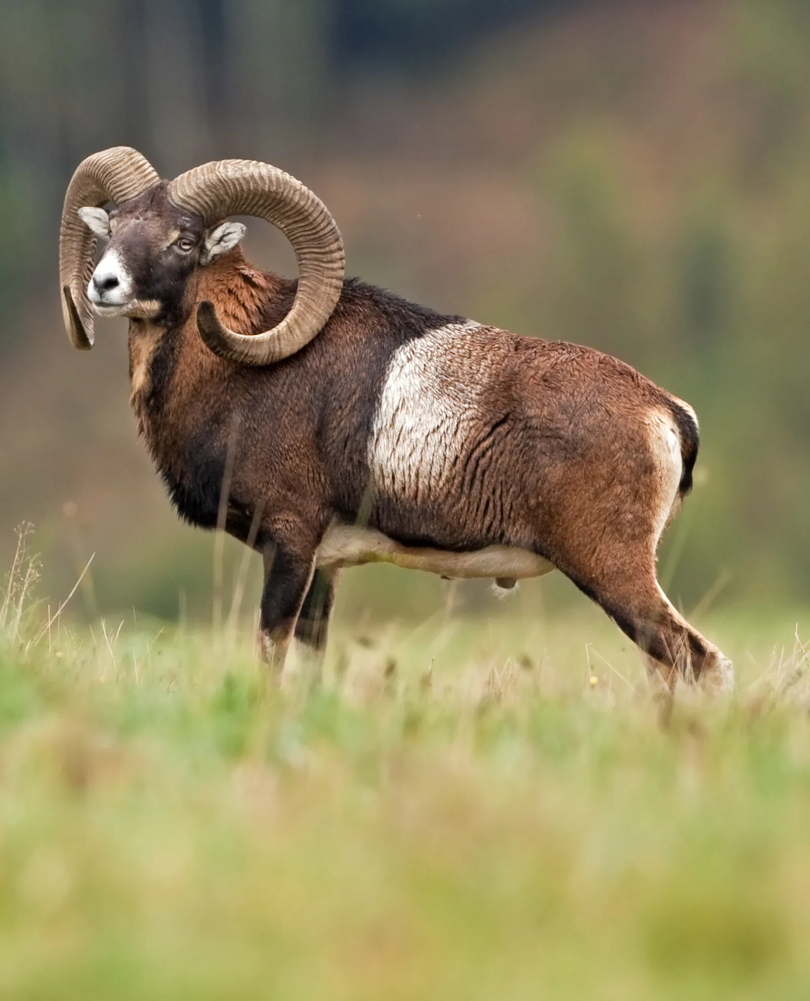 Mouflon