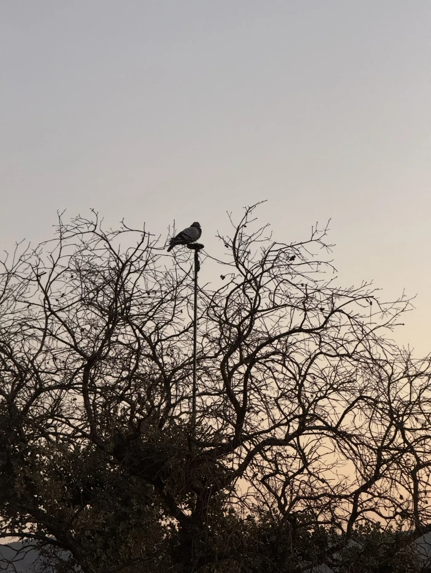 Pigeon shooting in Spain