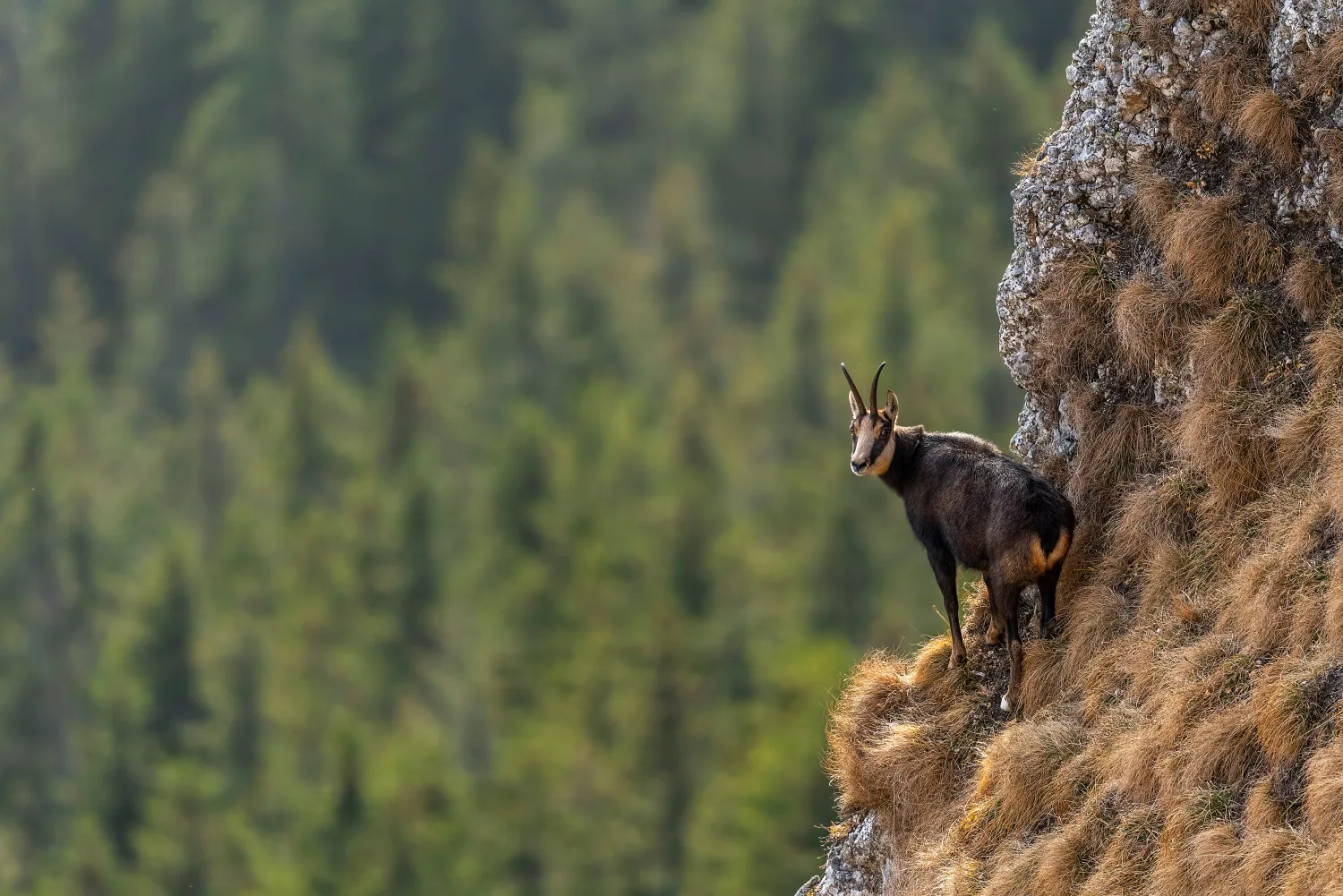 Pyrenean Chamois