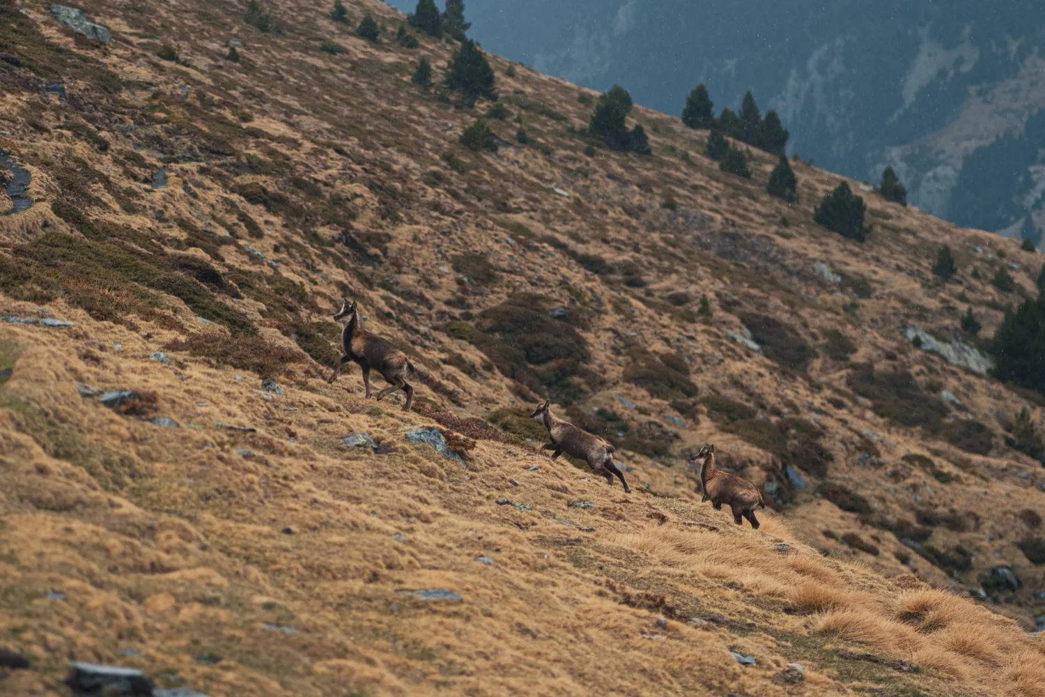 Pyrenean Chamois in Spain — Encinarejo Outfitters