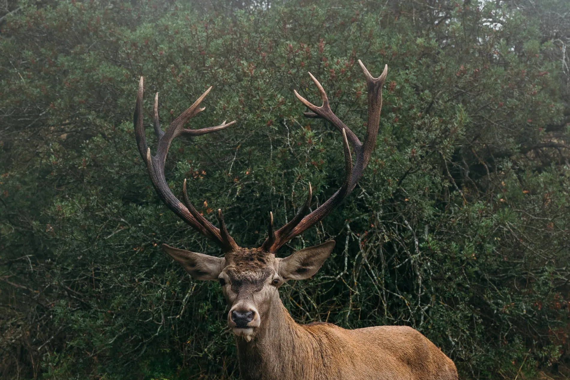 Red Stag in Spain — Encinarejo Outfitters