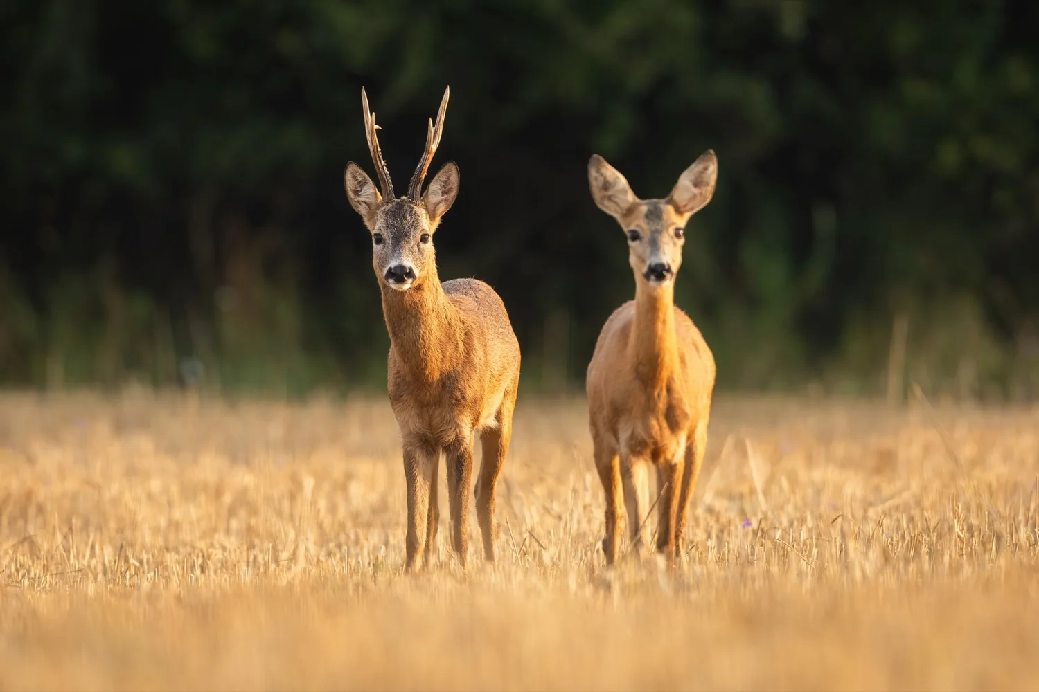 Roe Deer in Spain — Encinarejo Outfitters