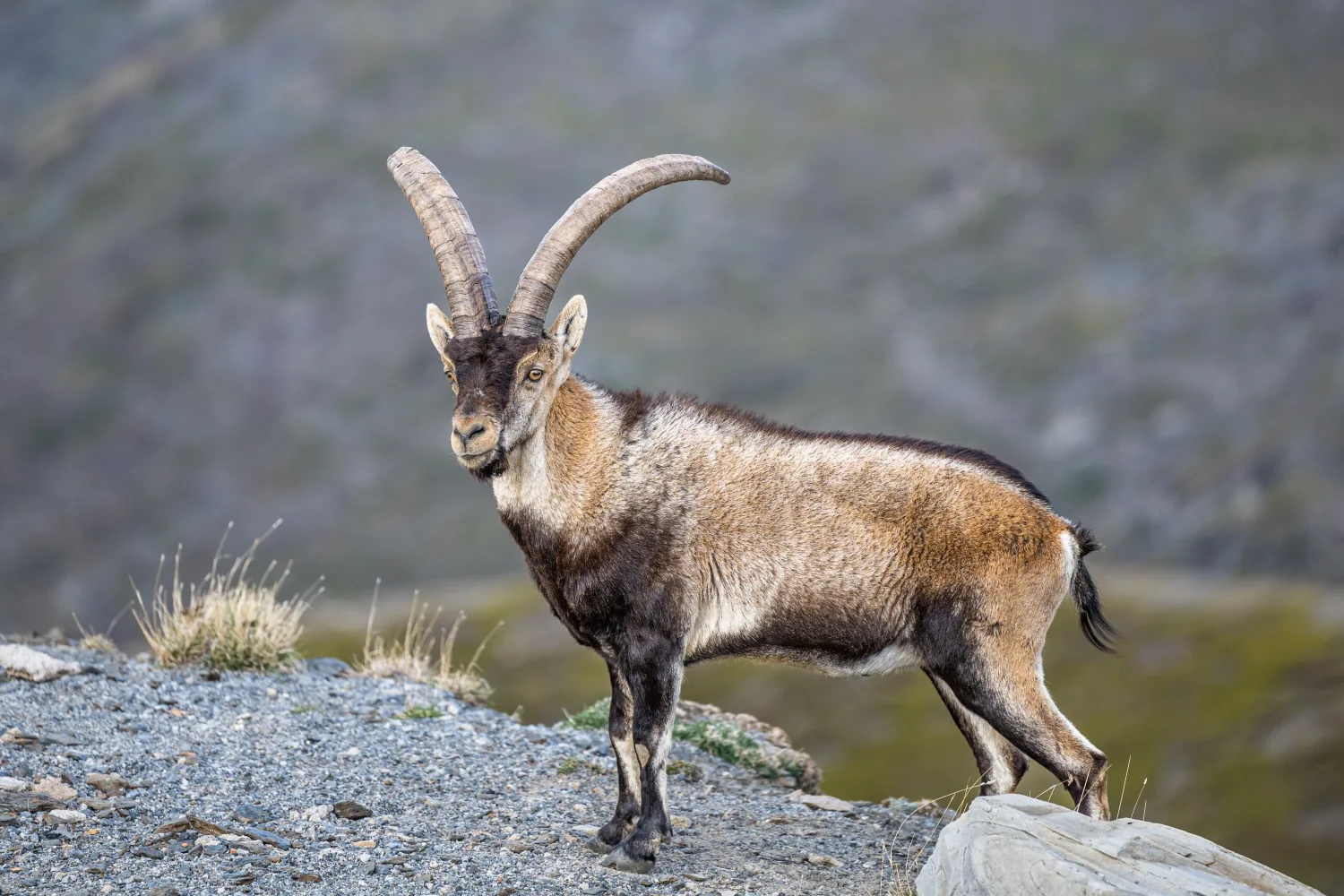 South-Eastern Ibex country