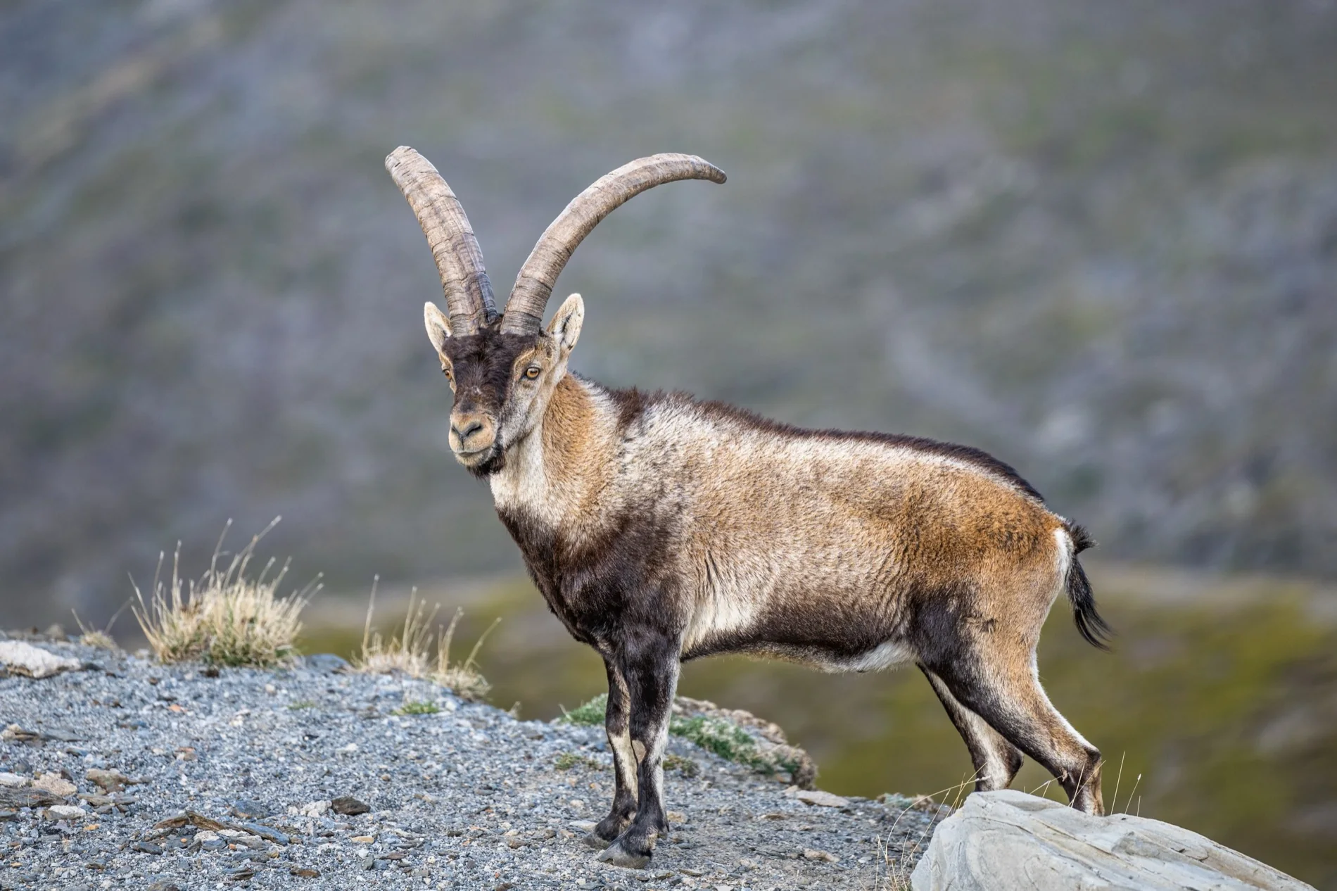 Spanish ibex country — the mountains your trophy comes from
