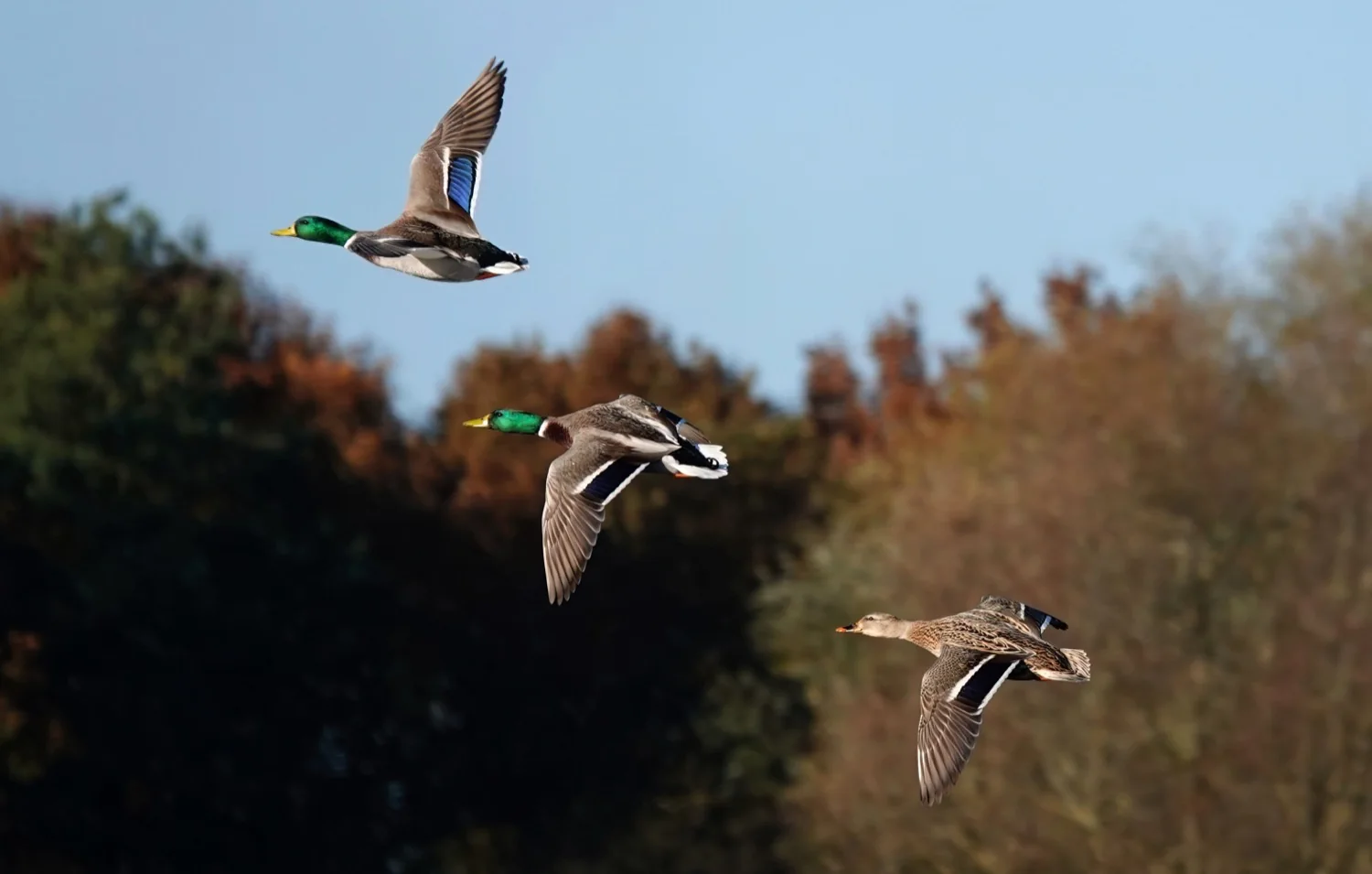 Ducks shooting in Spain