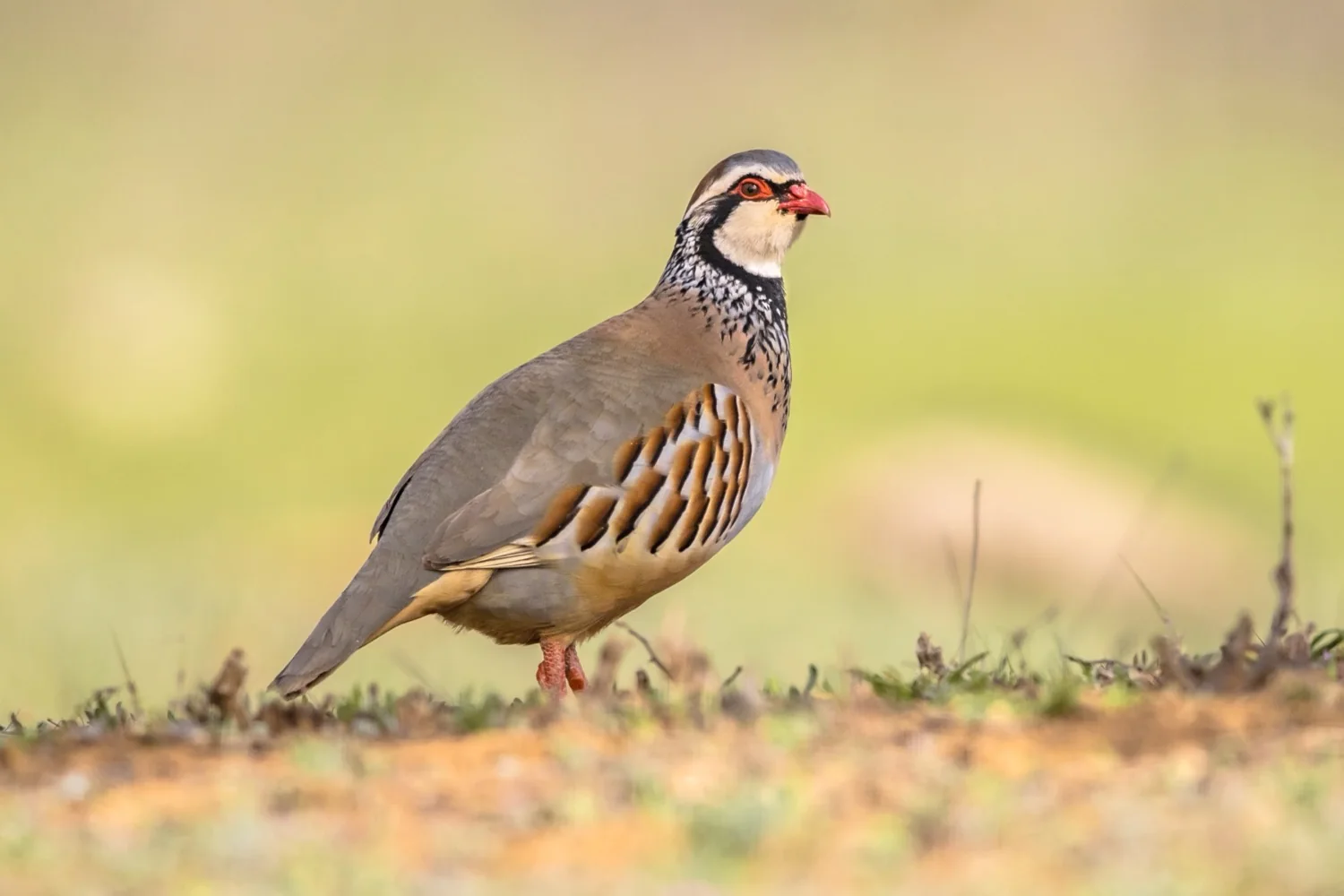 Partridge shooting in Spain