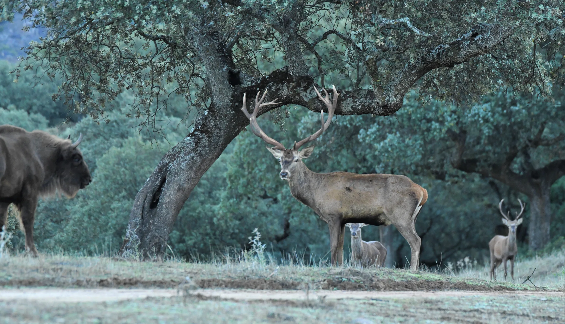 A red stag with European bison and deer together in the finca dehesa at first light