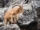 Beceite-Ibex
